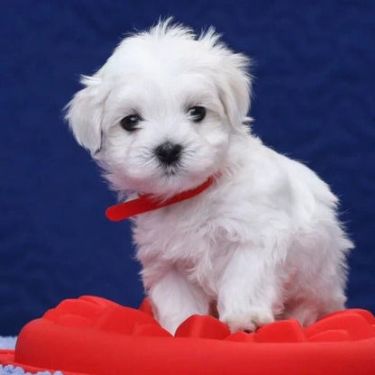 Robot Cachorro Realista Interactivo